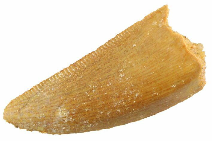 Serrated Raptor Tooth - Real Dinosaur Tooth #347071